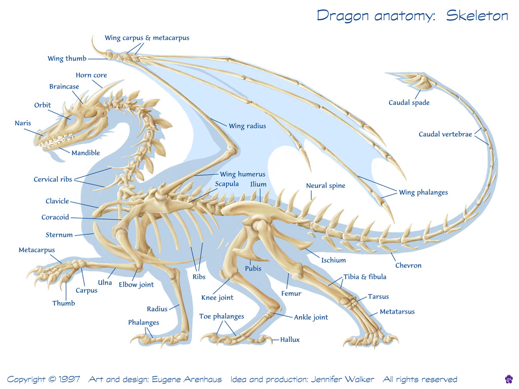 drak anatomie.jpg