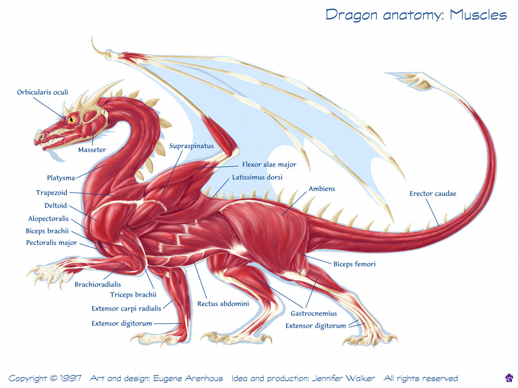 drak anatomie2.jpg